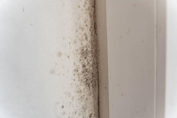  Lithia Springs, GA Mold Removal Pros